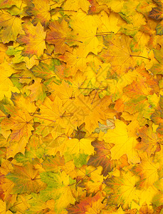 秋天的黄色枫叶图片