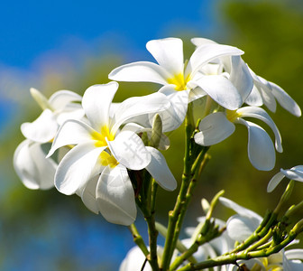新鲜盛开的白花骨朵背景图片