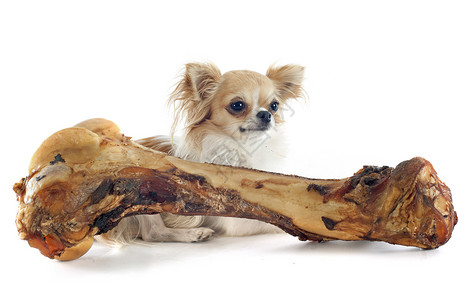 狗吃骨头白种背景面前的吉娃和骨头背景