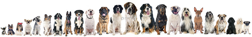 白色背景的狗群图片