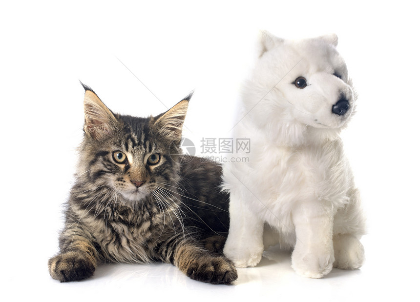 白色背景面前的巨小猫和玩具图片