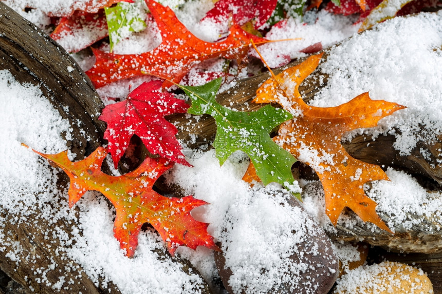 明秋叶长年漂浮木和岩石上满是雪图片