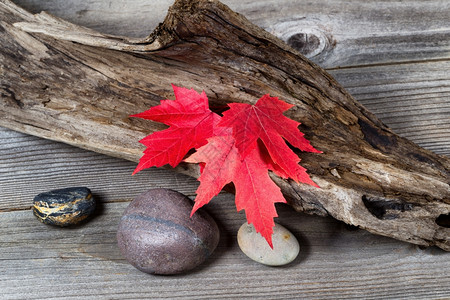 古老漂浮木上秋色的充满活力红色树叶图片