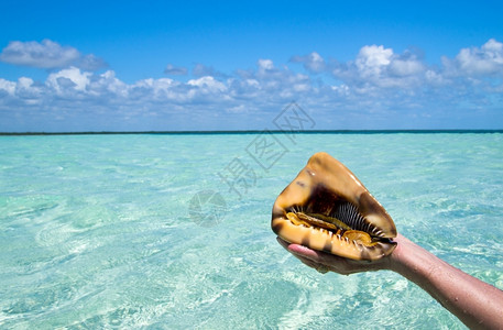 被手握在热带地方的贝壳图片