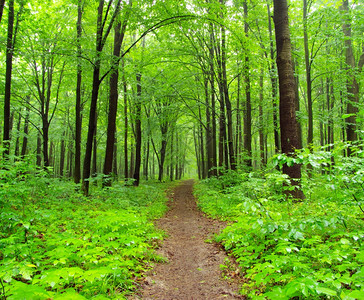 a路径在绿林中背景图片