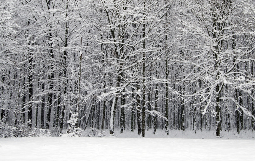 冬季里的森林和道路图片
