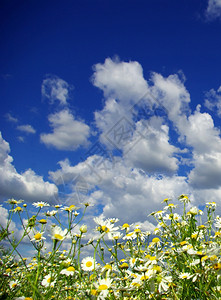 云天上花朵图片