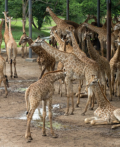 动物园游乐的长颈鹿图片