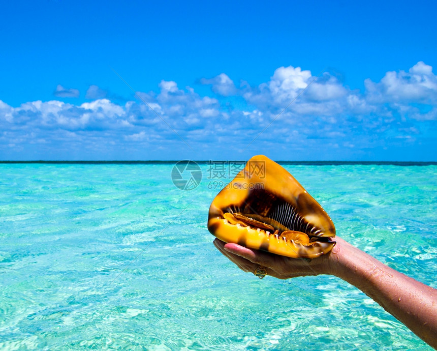 热带地区手握的沙滩贝壳图片