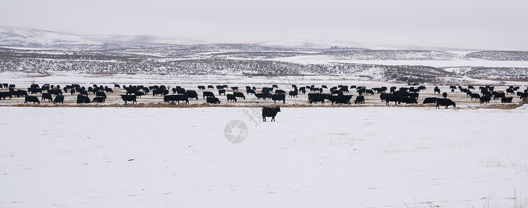 Angaza牛群冷冻温度图片