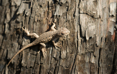 最近在被烧毁的森林中树上的Sagebrush蜥蜴高清图片