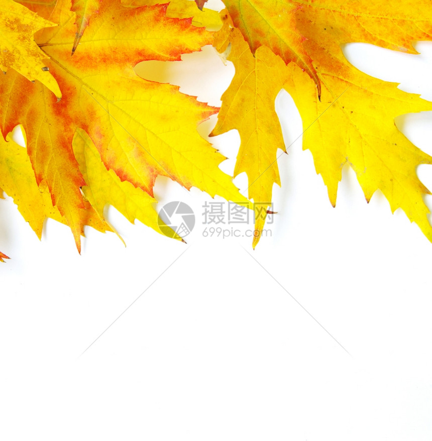 秋天的叶在白色上被孤立图片