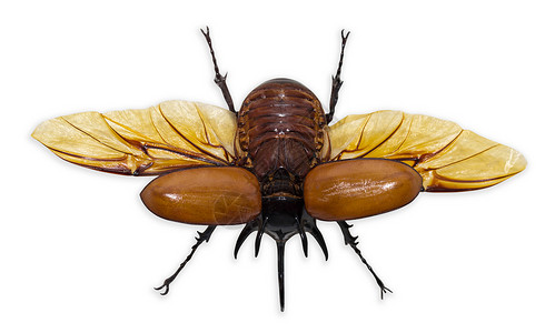 克勒斯白上隔离的犀牛甲虫背景