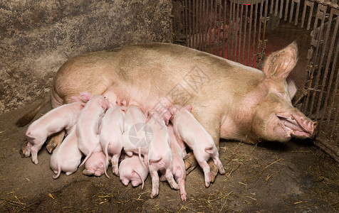 养猪工厂图片