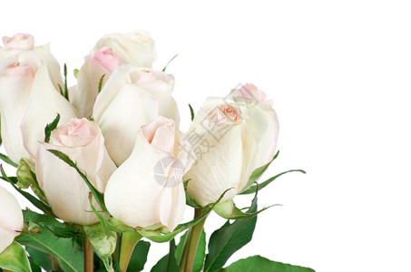 白色背景上孤立的玫瑰花背景图片