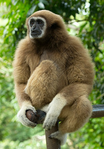 Gibbon近距离接脸在动物园图片