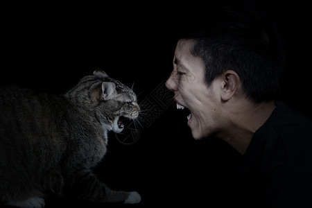 闪亮的猫猫和的近距离脸上闪亮的黑底朝对方发怒背景