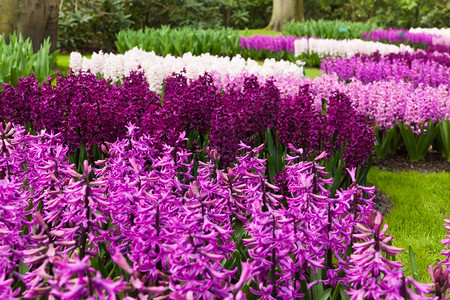 春时的Hyacinths园艺景观图片