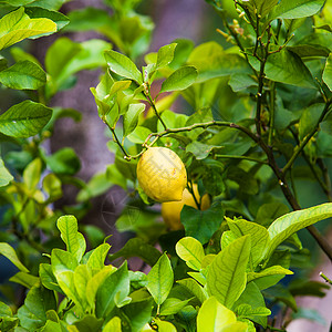 柠檬在树上有机柠檬在树上图片