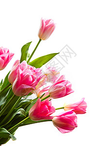 粉红色郁金香花束图片