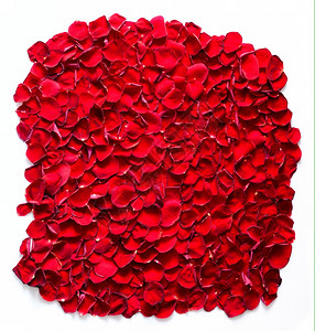 红玫瑰花瓣背景模式适合婚礼设计情人节周年等孤立在白色上图片