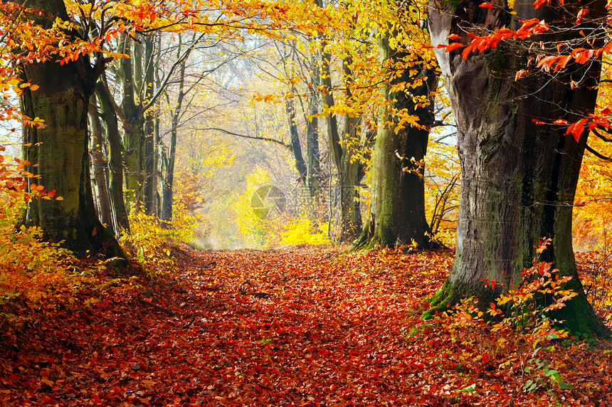秋天堕落的森林自然走向下午的阳光红叶浪漫的心情图片