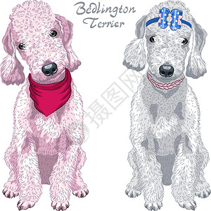 贝灵顿两只狗BetingtonTerrier繁殖肝色和灰插画