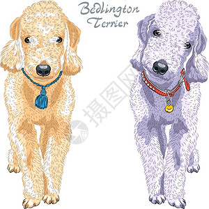 贝灵顿两只狗BetingtonTerrier繁殖肝色和灰插画