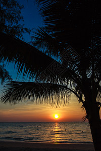 棕榈树在日落热带沙滩上摇欲坠图片