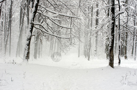 冬季的森林与道路图片