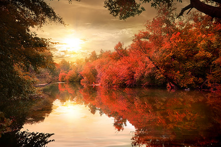 日落时秋林的鲜艳色彩图片