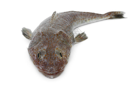 白底澳大利亚新鲜的白底原生平头鱼图片