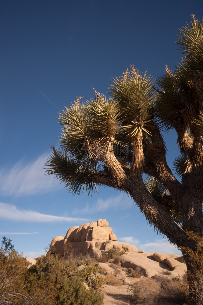 JoshuaTree公园的完美太阳和天空图片