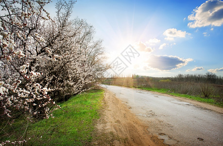 阳光照耀的公路附近鲜花樱桃树图片