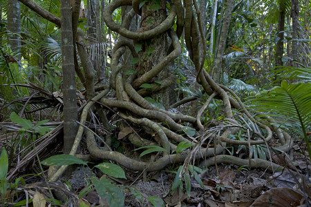雨林中的蓝大理石树澳利亚昆士兰图片