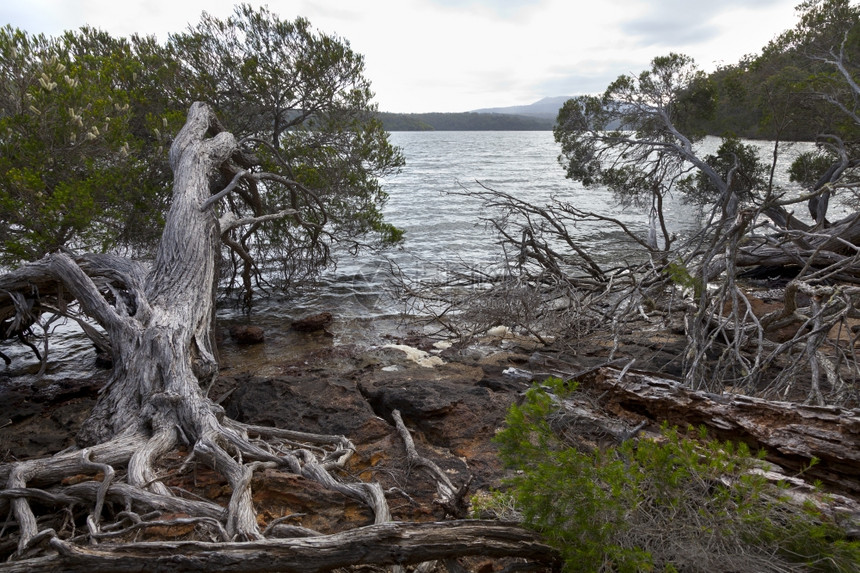 澳大利亚吉普斯兰MallacootaInlet的根和树木图片