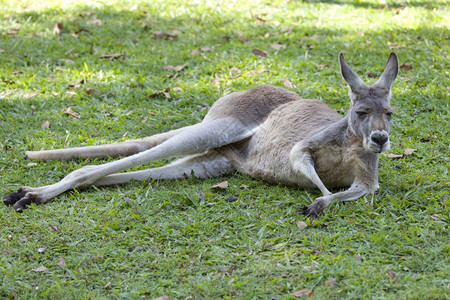 躺在草地上的红袋鼠昆士兰州澳大利亚昆士兰州图片