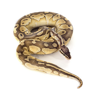 白色背景前的黄Pythonregius图片