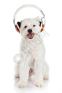 听音乐狗用耳机在白色背景上孤立的白狗听音乐背景
