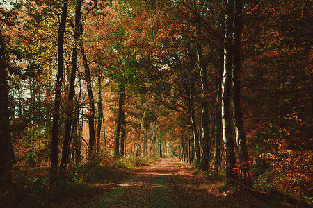 森林里的道路景观通道图片