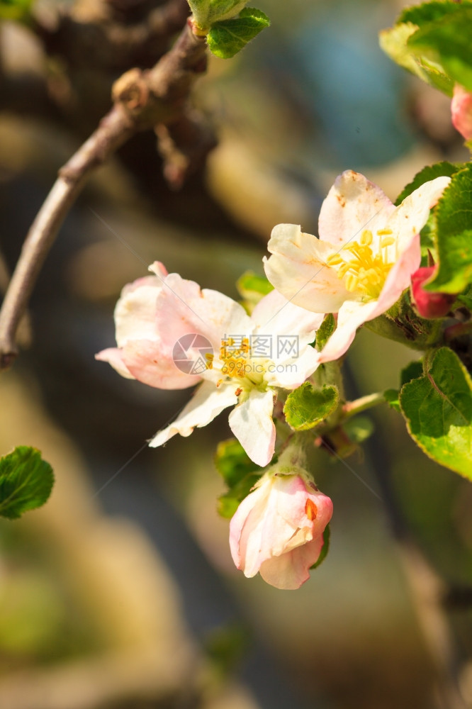 春在花园开的苹果树枝上关闭粉红色花朵图片