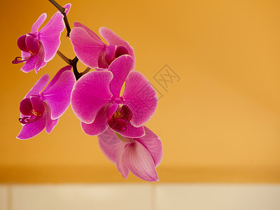优雅的粉红色紫兰花室内开的热带朵背景图片