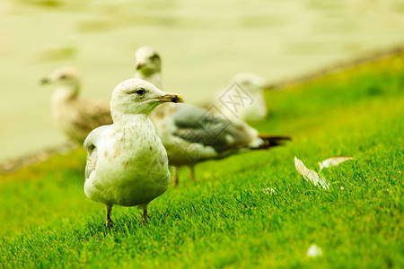 海边鸟类在绿草上行走图片