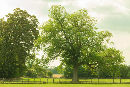 英国绿地的乡村视角图片