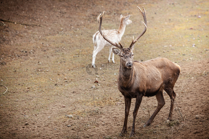秋天的成年雄红鹿群落下森林自然环境中的动物大自然中的美貌图片