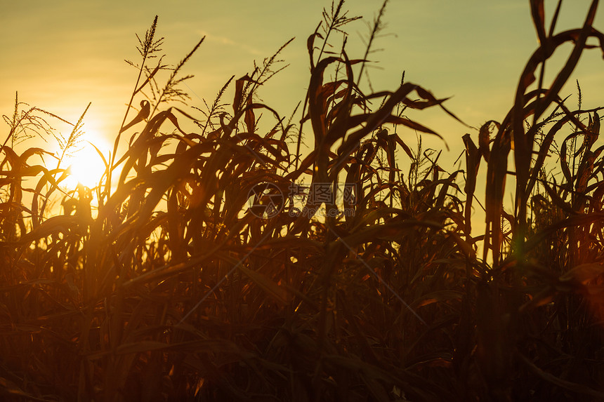 美丽的黄日落干玉米田秋天风景图片