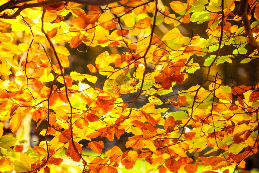 明秋叶树黄色自然背景图片