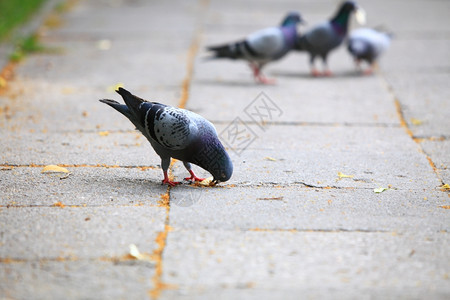 饥饿的鸽子在市街吃面包图片