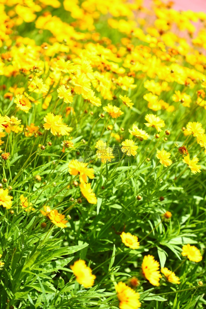 花园或阳光明媚的草原上黄花春或夏背景图片