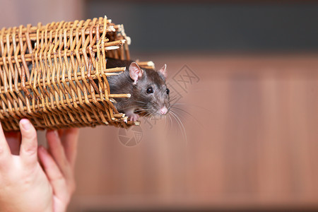 老鼠害怕在家养动物室内韦瑟篮子里友善的宠物棕色老鼠复制文本空间背景